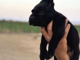 Dev Blue Cane Corso Mavi Göz Bebekler