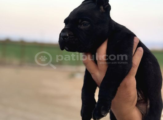 Dev Blue Cane Corso Mavi Göz Bebekler görsel