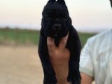 Dev Blue Cane Corso Mavi Göz Bebekler