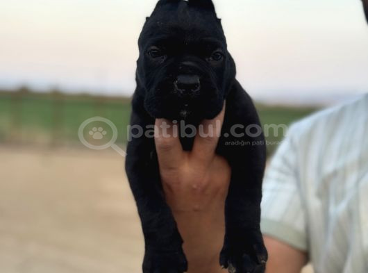 Dev Blue Cane Corso Mavi Göz Bebekler görsel