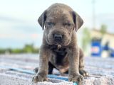 Dev Blue Cane Corso Mavi Göz Bebekler