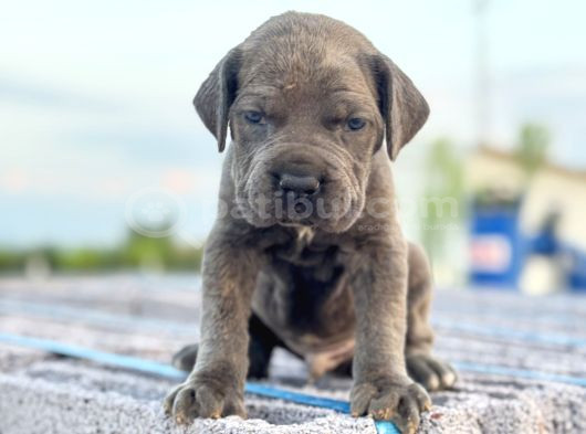 Dev Blue Cane Corso Mavi Göz Bebekler görsel