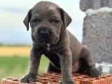 Dev blue cane corso mavi göz bebekler