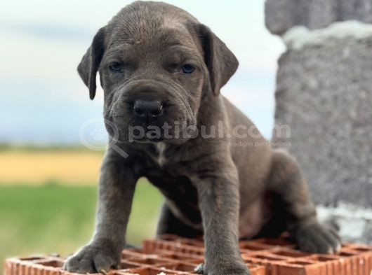 Dev Blue Cane Corso Mavi Göz Bebekler