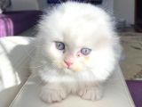 Scottish Fold Longhair Yavrumuz