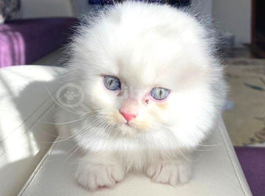 Scottish Fold Longhair Yavrumuz görsel