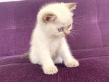 Blue Point Shorthair Yavrumuz