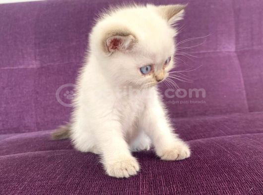 Blue Point Shorthair Yavrumuz görsel