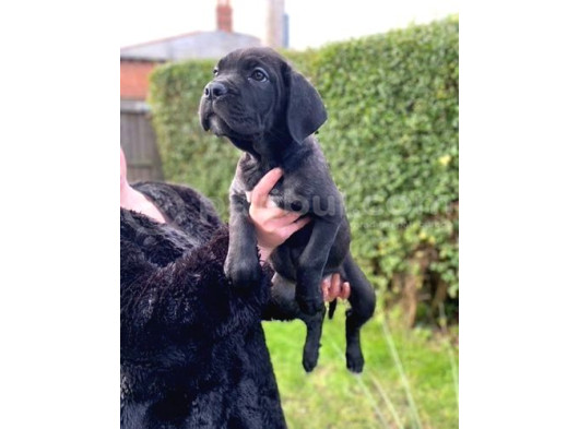 Safkan Dev Cane Corso Yavrular görsel