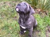 Safkan Dev Cane Corso Yavrular
