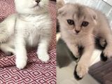 Prenseslerimiz Yeni Ailelerini Arıyor