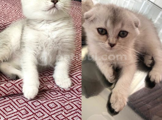 Prenseslerimiz Yeni Ailelerini Arıyor görsel
