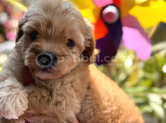 Ufak Boy Red Dişi Ve Erkek Kaliteli Maltipoo görsel