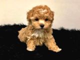 Ufak Boy Red Dişi Ve Erkek Kaliteli maltipoo