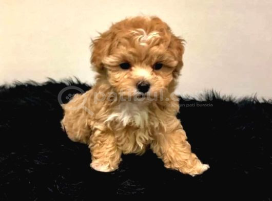 Ufak Boy Red Dişi Ve Erkek Kaliteli Maltipoo