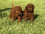 Mükemmel Irk Garantili Toy Poodle