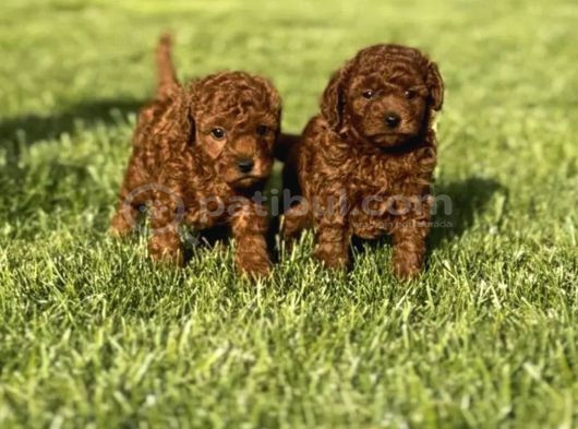 Mükemmel Irk Garantili Toy Poodle görsel