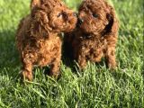 Mükemmel Irk Garantili Toy Poodle