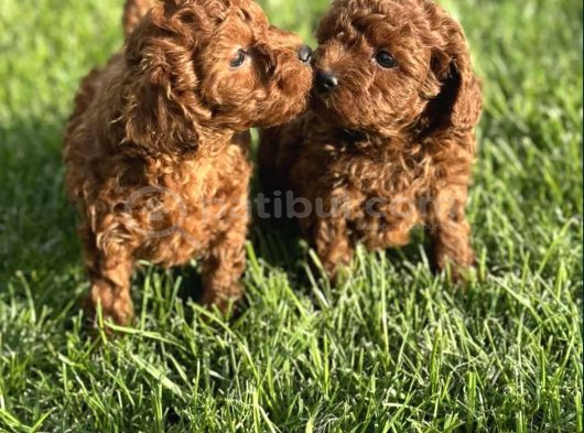 Mükemmel Irk Garantili Toy Poodle görsel