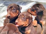 İri Yapılı Doberman Yavrular