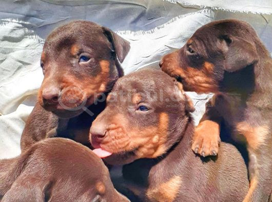 İri Yapılı Doberman Yavrular görsel