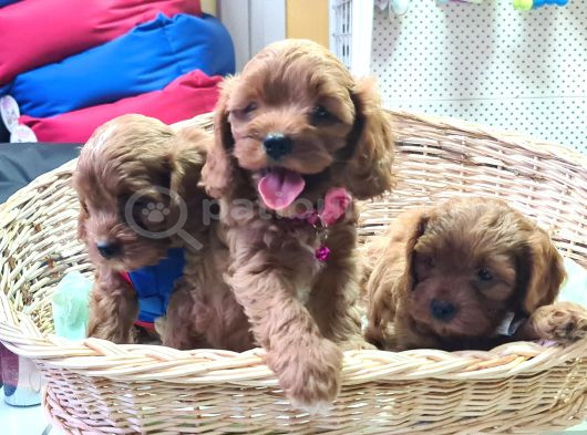Şok Şok Fi̇yata Orji̇nal Cavapoo Yavrular görsel