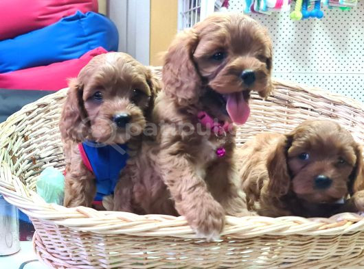 Şok Şok Fi̇yata Orji̇nal Cavapoo Yavrular görsel