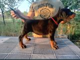 Show Kalite Biblo Gibi Doberman Yavrular