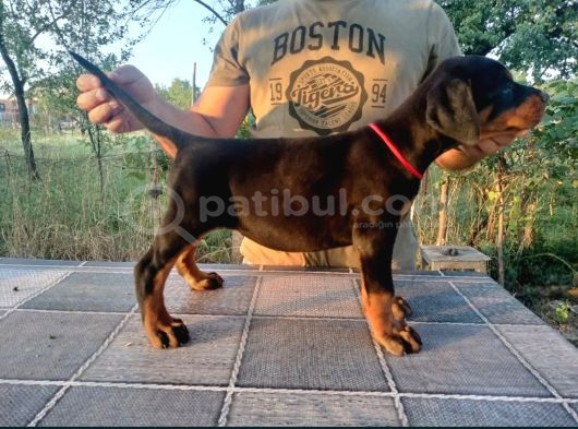 Show Kalite Biblo Gibi Doberman Yavrular görsel