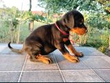 Show Kalite Biblo Gibi Doberman Yavrular