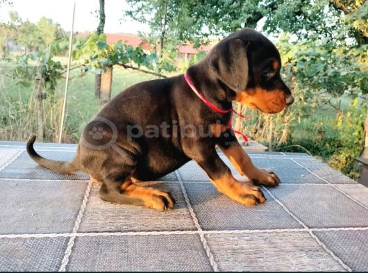 Show Kalite Biblo Gibi Doberman Yavrular görsel