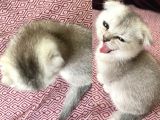 Prenseslerimiz Yeni Ailelerini Arıyor