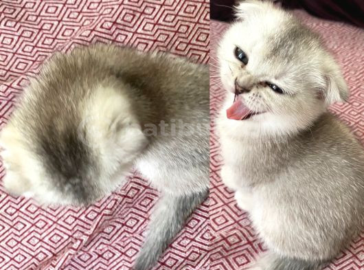 Prenseslerimiz Yeni Ailelerini Arıyor görsel