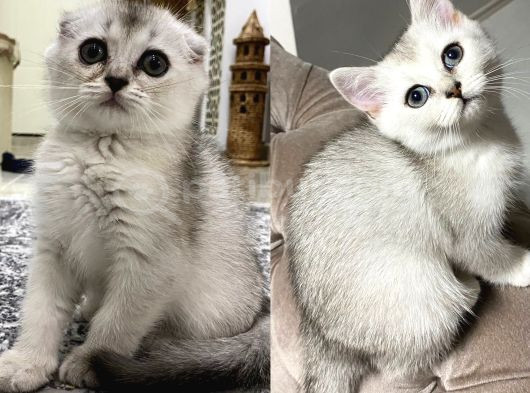 Prenseslerimiz Yeni Ailelerini Arıyor görsel