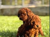 Mükemmel Irk Garantili Toy Poodle