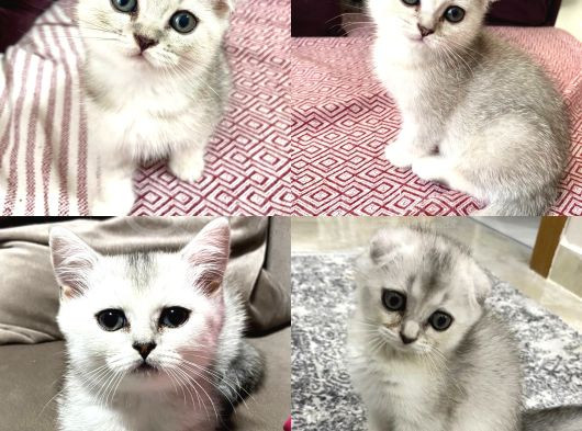 Prenseslerimiz Yeni Ailelerini Arıyor görsel