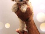 Şok Şok Fi̇yata Orji̇nal Gerçek Poodle Yavrular