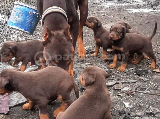 İri Yapılı Doberman Yavrular
