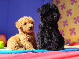 Şok Şok Fi̇yata Orji̇nal Gerçek Poodle Yavrular