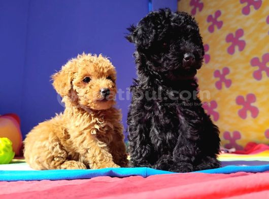 Şok Şok Fi̇yata Orji̇nal Gerçek Poodle Yavrular görsel