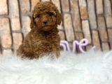 Şok Şok Fi̇yata Orji̇nal Gerçek Poodle Yavrular
