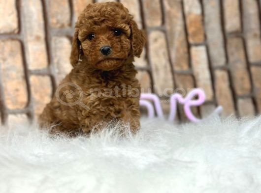 Şok Şok Fi̇yata Orji̇nal Gerçek Poodle Yavrular görsel