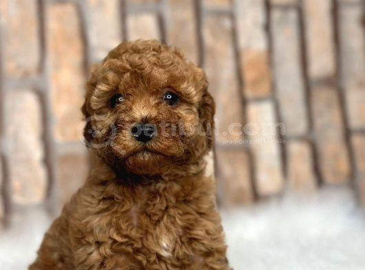 Şok Şok Fi̇yata Orji̇nal Gerçek Poodle Yavrular