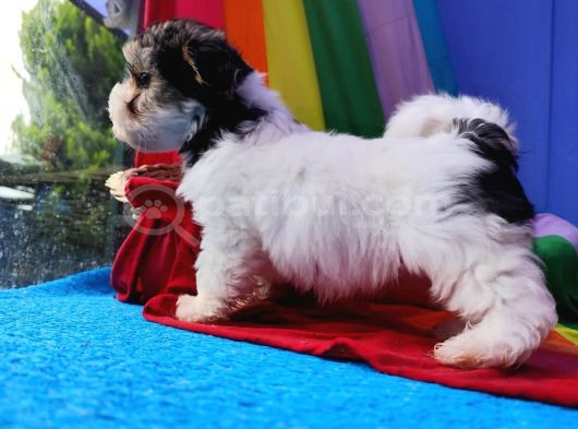 Gerçek Morki̇e Yavrular İstanbul Köpek Çi̇ftli̇ği̇nde görsel