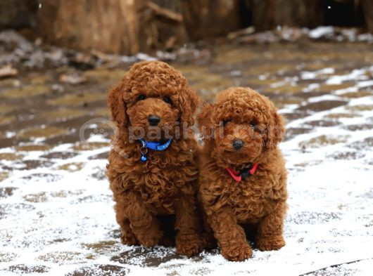 Şok Şok Fi̇yata Orji̇nal Gerçek Poodle Yavrular görsel