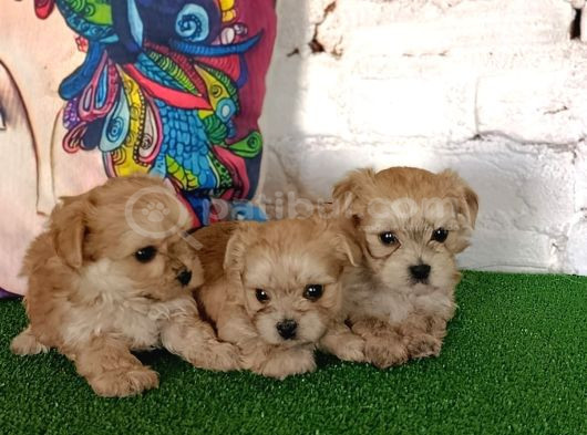 Gerçek Morki̇e Yavrular İstanbul Köpek Çi̇ftli̇ği̇nde görsel