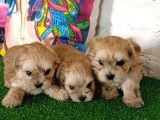 GERÇEK MORKİE YAVRULAR İSTANBUL KÖPEK ÇİFTLİĞİNDE