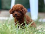 Teacup Boy Korea Kan Toypoodle Bebekler