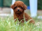 Teacup Boy Korea Kan Toypoodle Bebekler