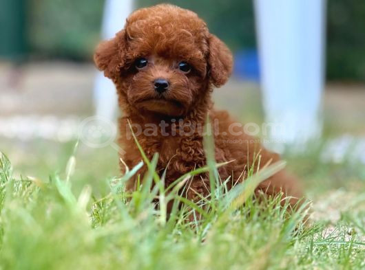 Teacup Boy Korea Kan Toypoodle Bebekler görsel